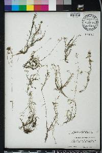 Callitriche heterophylla image