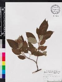 Cornus racemosa image