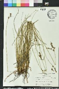 Fimbristylis caroliniana image