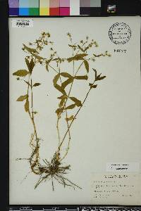 Stellaria pubera image