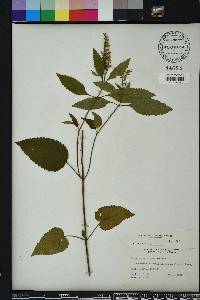 Scutellaria incana image