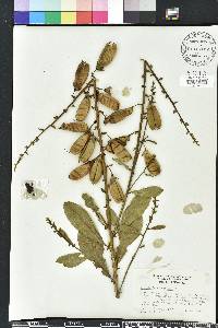 Crotalaria spectabilis image