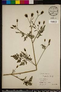 Bidens bipinnata image