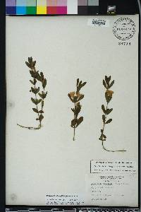 Dyschoriste oblongifolia image