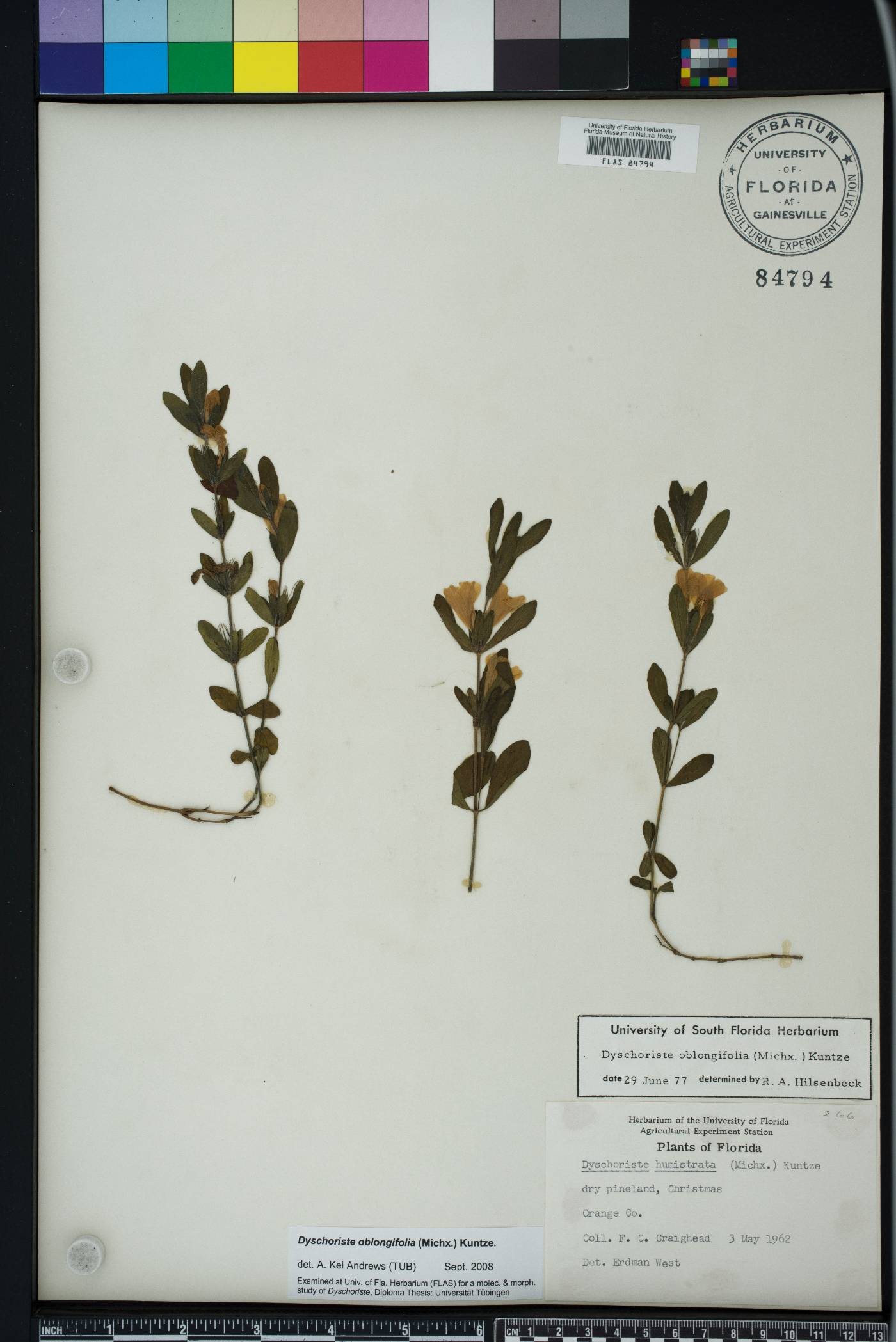 Dyschoriste oblongifolia image