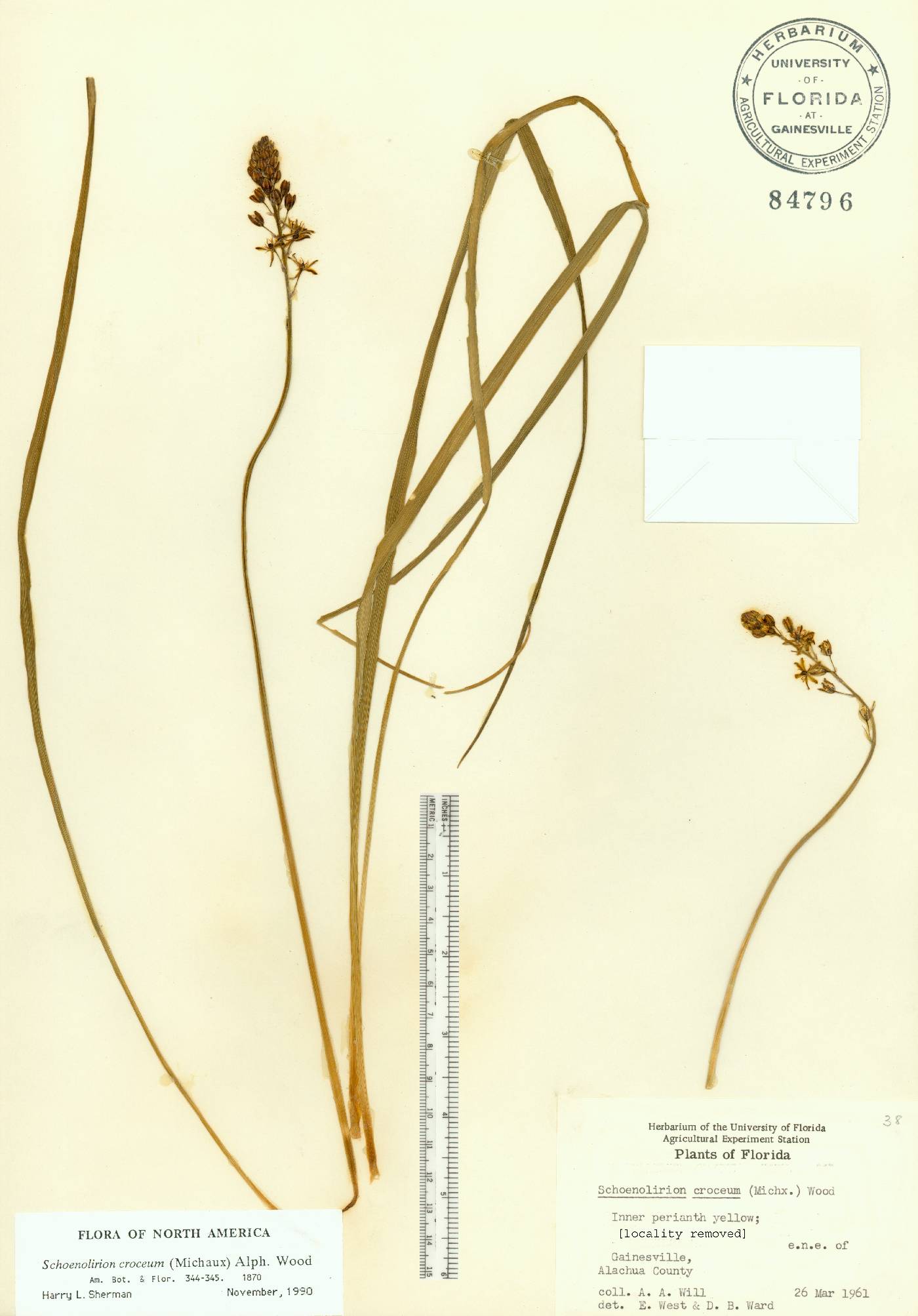 Schoenolirion croceum image
