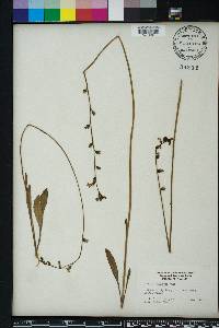 Lobelia paludosa image