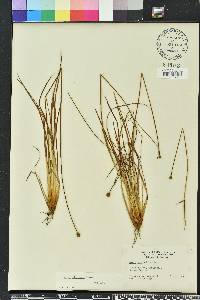 Xyris elliottii image