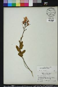 Bejaria racemosa image