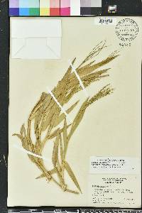 Urochloa adspersa image