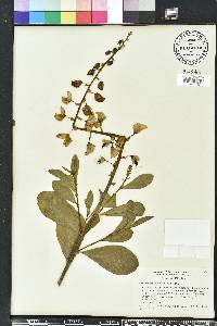 Crotalaria spectabilis image