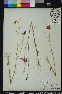 Sabatia grandiflora image