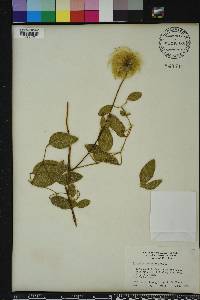 Clematis reticulata image