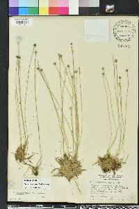 Lachnocaulon anceps image