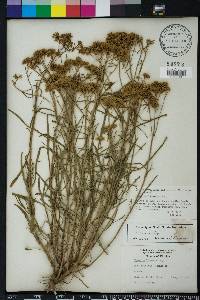 Flaveria linearis image