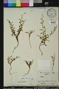 Paronychia baldwinii image