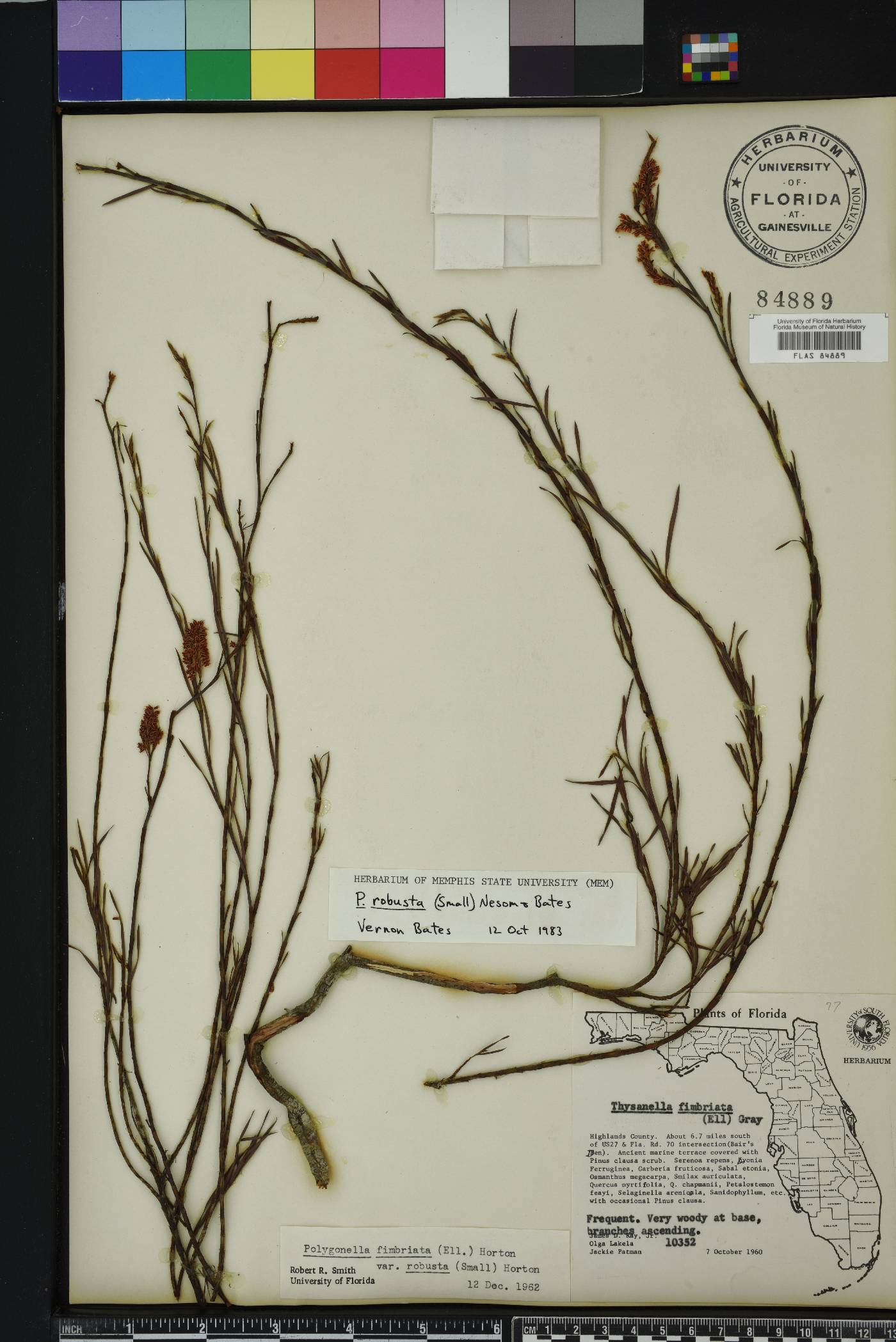 Polygonella fimbriata image