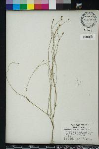 Wahlenbergia marginata image