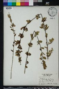 Chiococca parvifolia image