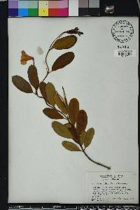 Rhabdadenia biflora image