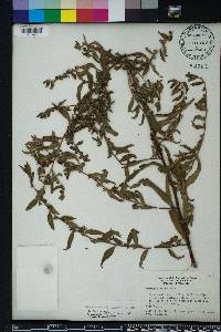 Ludwigia sphaerocarpa image