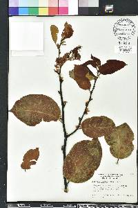 Dalbergia ecastaphyllum image