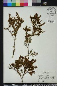 Hypericum fasciculatum image