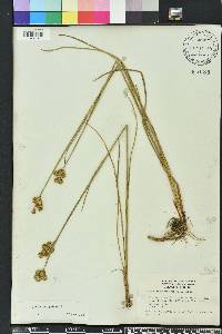 Juncus scirpoides image