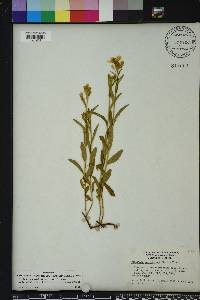 Piriqueta cistoides subsp. caroliniana image