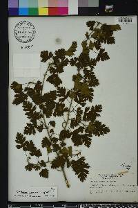 Crataegus marshallii image