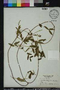 Clematis reticulata image