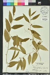 Smilax smallii image