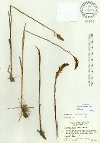Platanthera nivea image