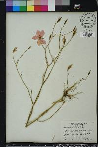 Sabatia grandiflora image