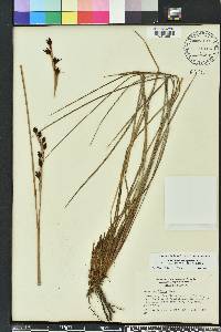Tofieldia tenuifolia image