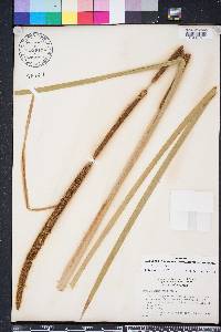 Typha domingensis image