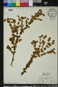 Hypericum tetrapetalum image