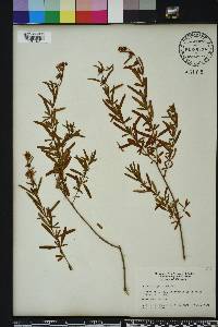 Hypericum galioides image