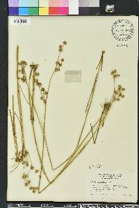 Juncus scirpoides image