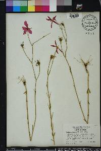 Sabatia grandiflora image