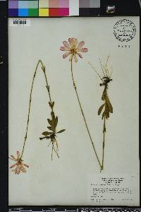 Sabatia decandra image