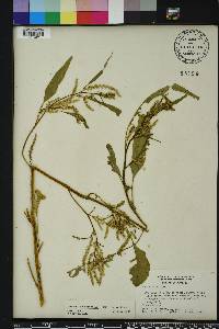 Amaranthus australis image