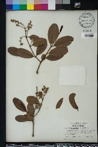 Laguncularia racemosa image