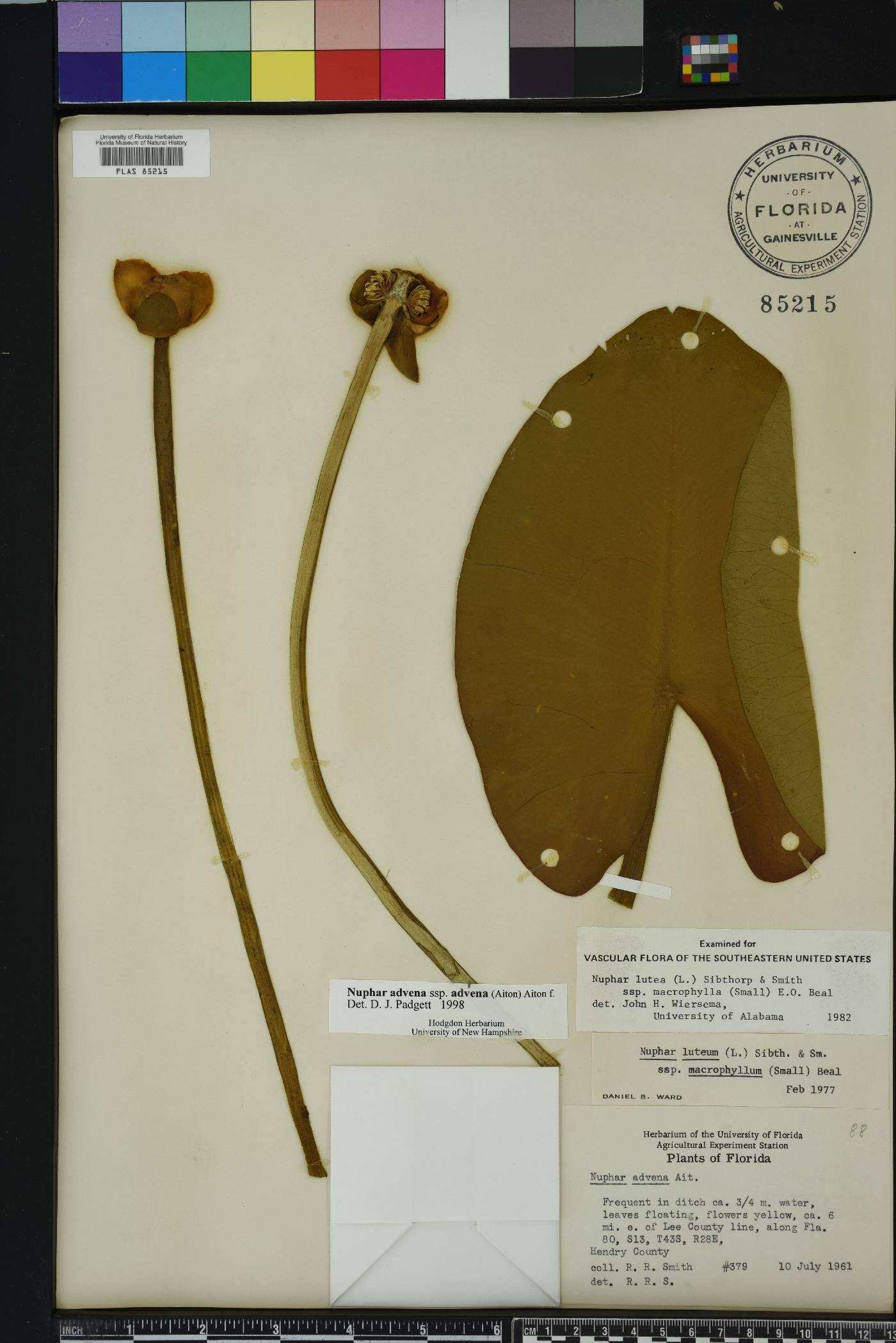 Nuphar advena subsp. advena image