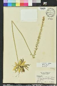 Aletris obovata image