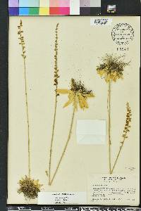 Aletris aurea image