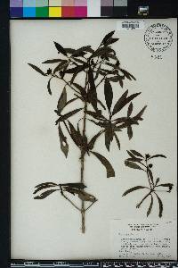 Morinda umbellata image