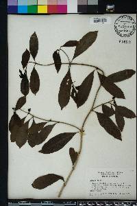 Morinda umbellata image