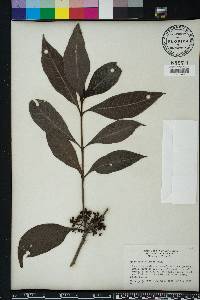 Psychotria sulzneri image