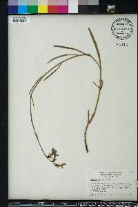 Lobelia glandulosa image